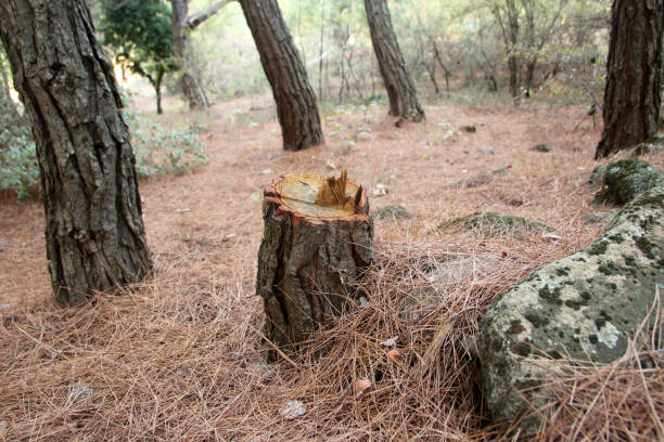 How Our Tree Care Process Works  in  Ramseur, NC