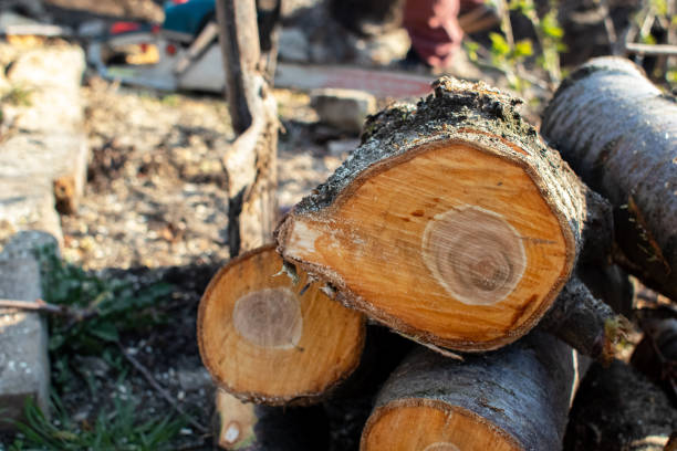 Best Storm Damage Tree Cleanup  in Ramseur, NC