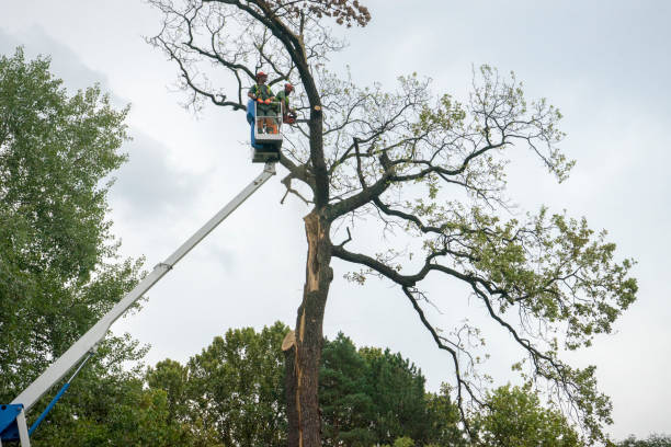 Best Firewood Processing and Delivery  in Ramseur, NC