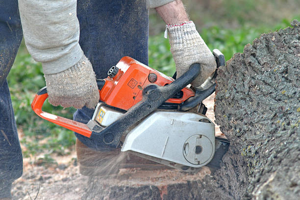 Best Leaf Removal  in Ramseur, NC