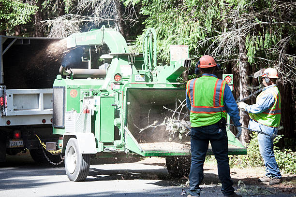 Tree and Shrub Care in Ramseur, NC