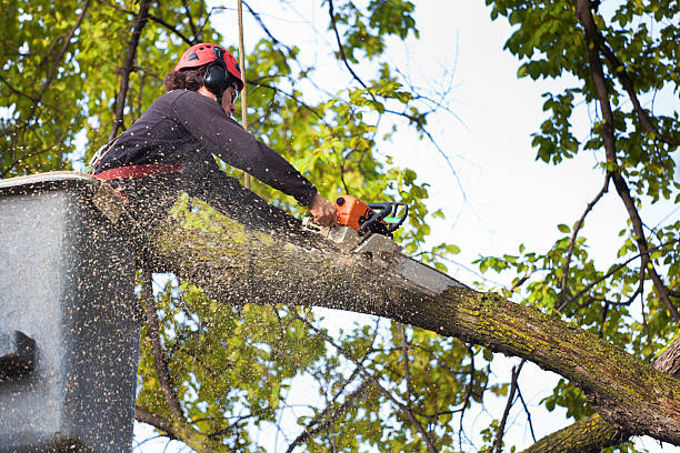 Best Commercial Tree Removal  in Ramseur, NC