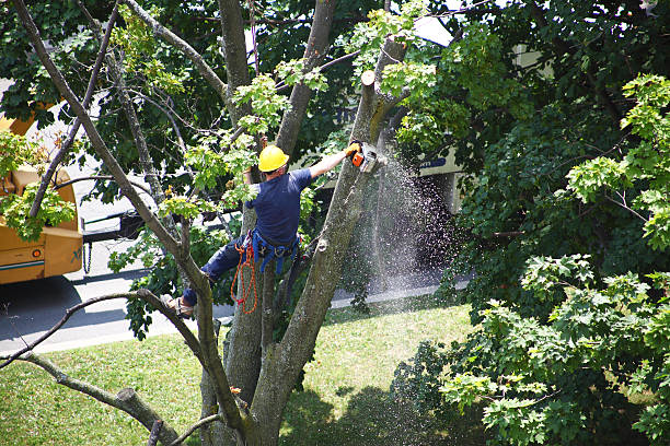 Best Residential Tree Removal  in Ramseur, NC