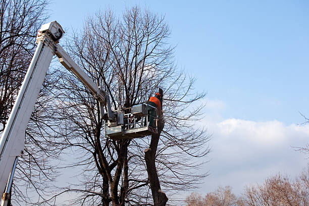 Best Root Management and Removal  in Ramseur, NC