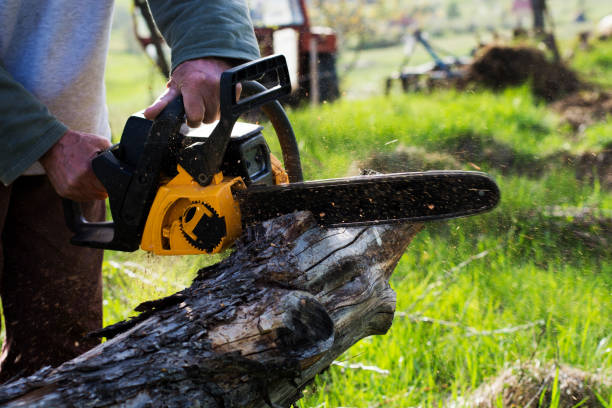 Trusted Ramseur, NC Tree Removal Services Experts